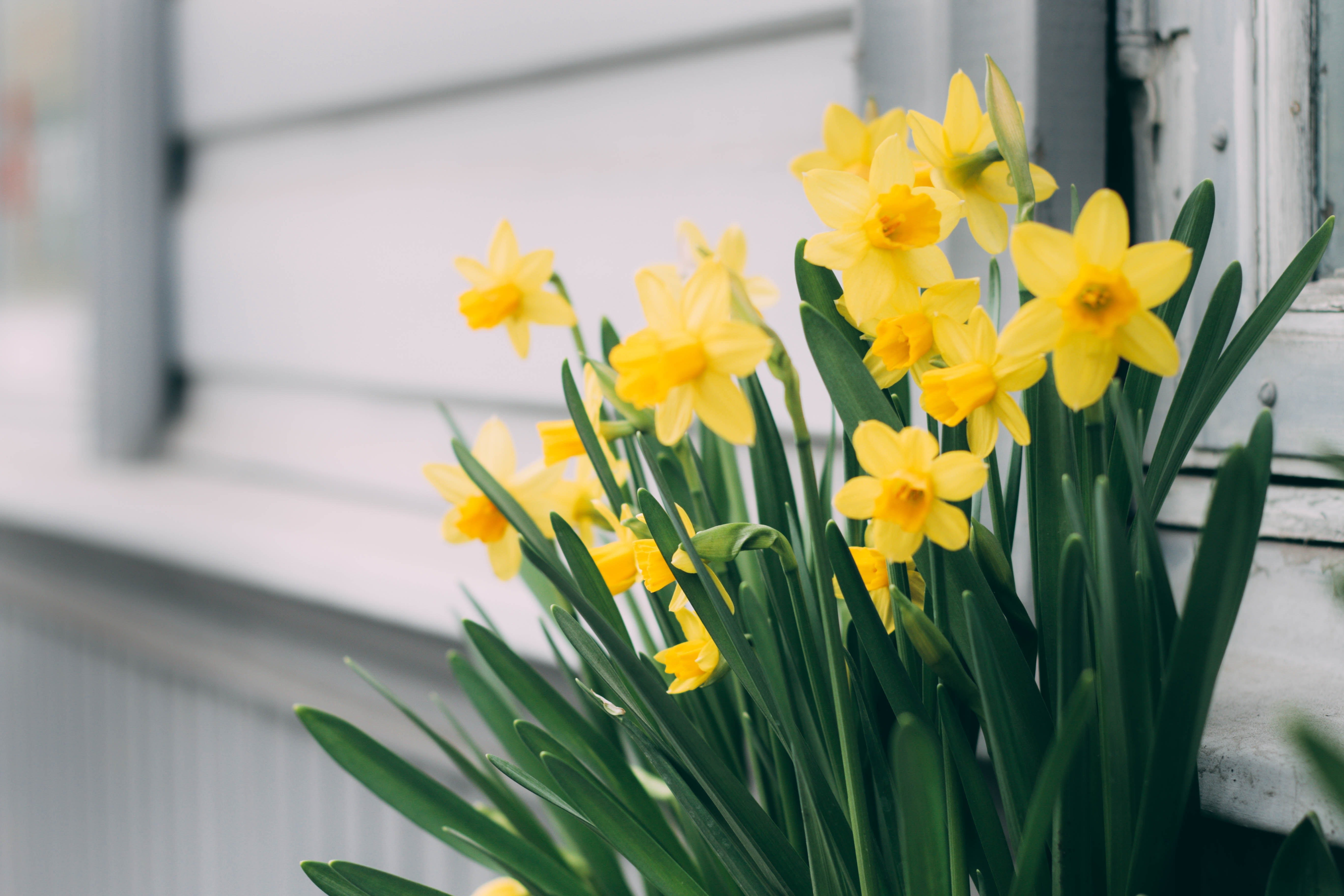 33 Years of Daffodils and Hope